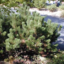 Pinus mugo mughus